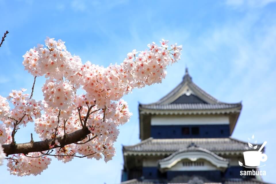 松本城のソメイヨシノ