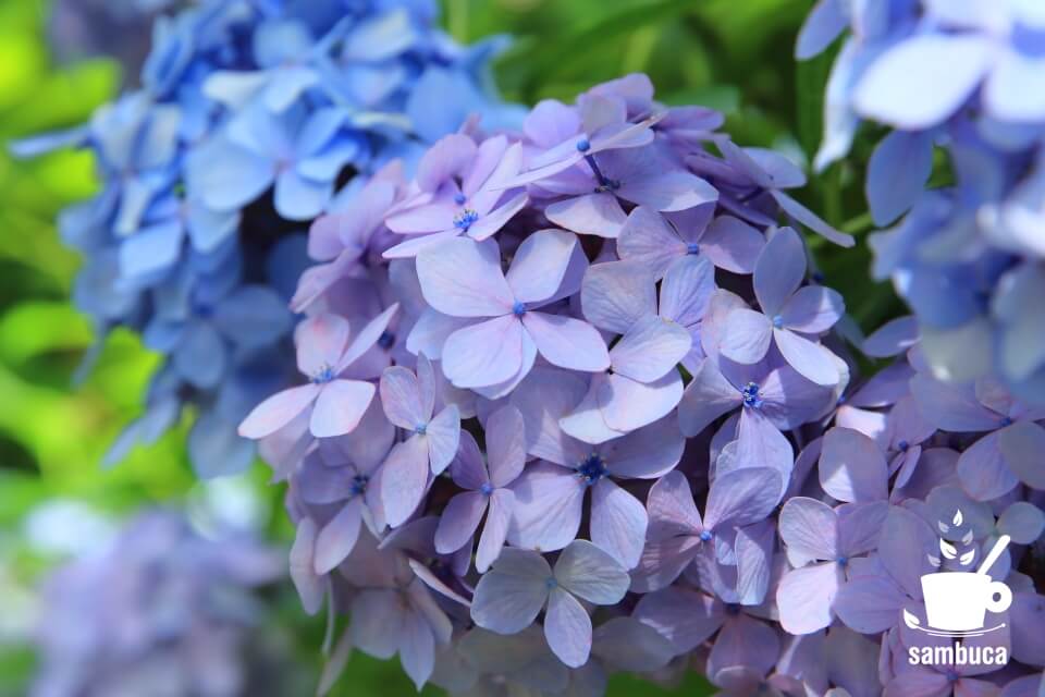 アジサイの青い花