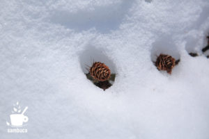 雪から顔を出したカラマツの松ぼっくり