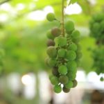 栃木県、足利市のココファーム・ワイナリーのブドウ