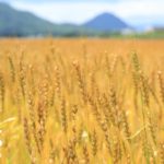 滋賀県の小麦畑にて