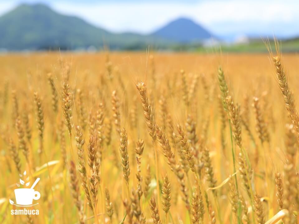 滋賀県の小麦畑にて