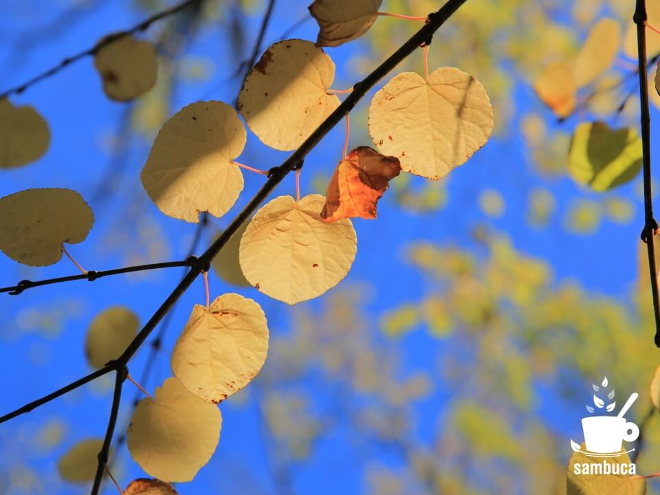 カツラの木の黄葉
