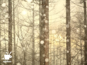 雪降るカラマツ林