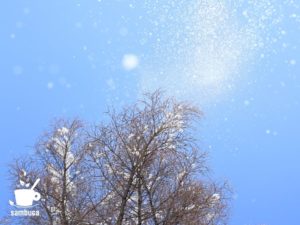 カラマツの枝から落ちる雪