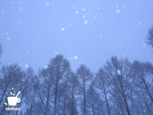 カラマツ林に降る雪