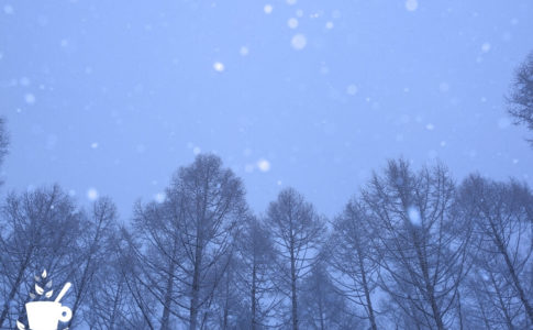 カラマツ林に降る雪