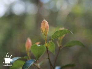 クスノキの芽吹き