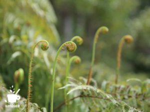 シダの芽吹き