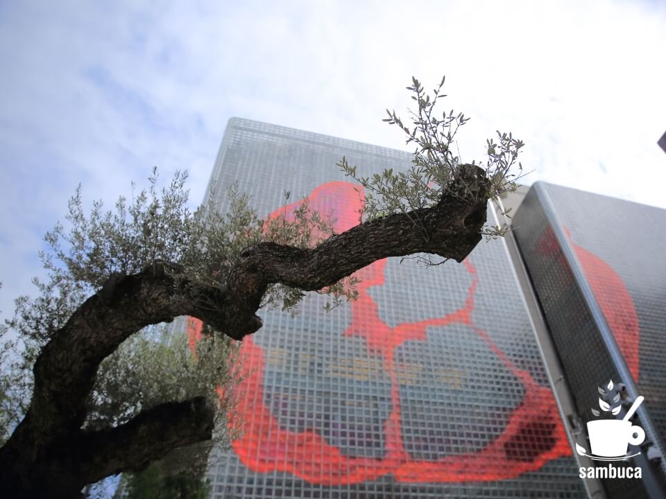 Ginza Sony Park（銀座ソニーパーク）のオリーブの木
