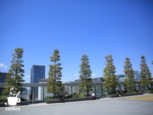 GINZA SIX（ギンザシックス）ガーデンのタブノキたち