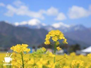 道の駅「アルプス安曇野ほりがねの里」の隣の菜の花畑
