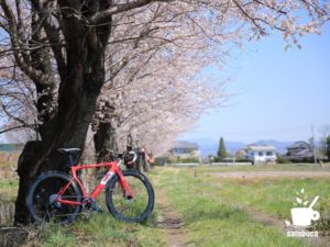 常念道祖神、国営アルプスあづみの公園に向かう途中の桜並木と3T