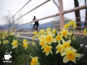 「あづみ野やまびこ自転車道」沿いのスイセン