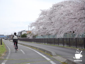 「あづみ野やまびこ自転車道」沿いの桜並木