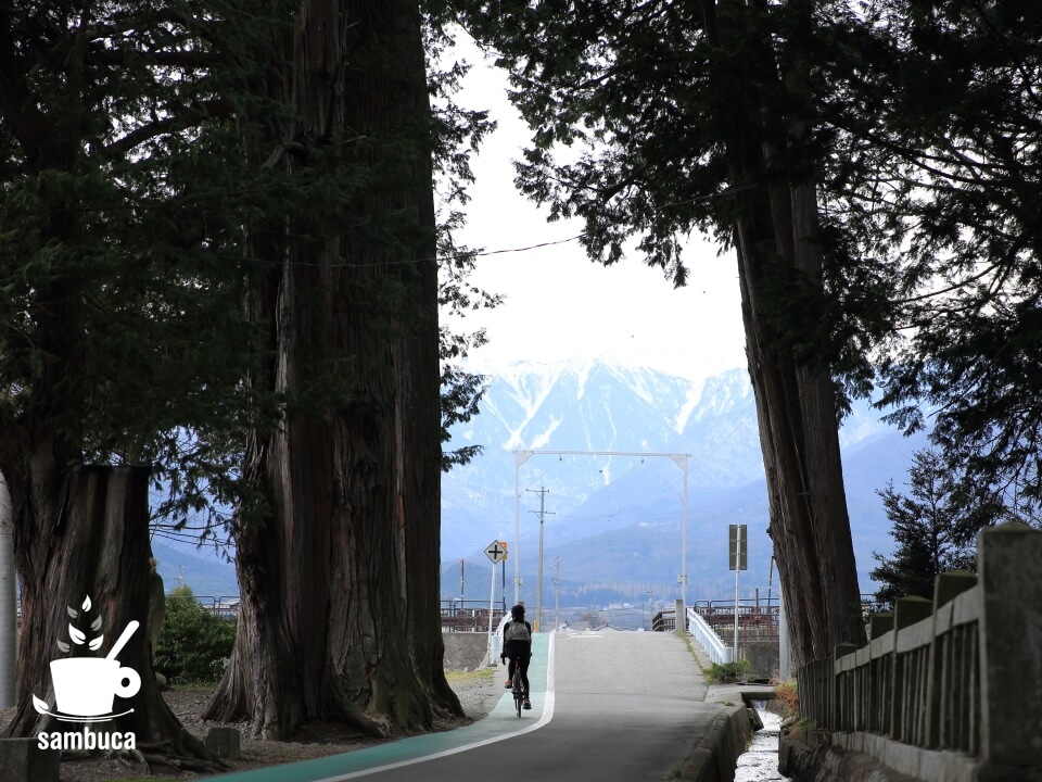 日吉神社のヒノキの大木の間を通過
