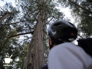 諏訪神社の境内のヒノキ