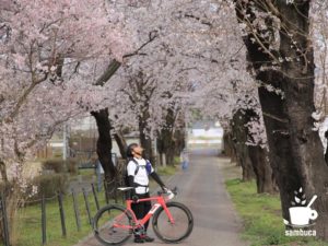 諏訪神社のすぐ前の桜並木