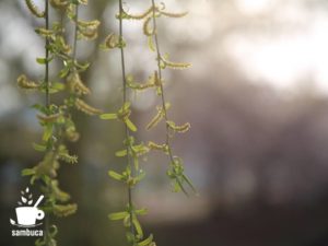 シダレヤナギの花（尾状花序）