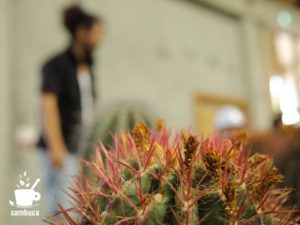 サボテンの後ろに西畠清順さんのシルエット