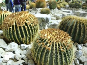 使われているのは信州産サボテン