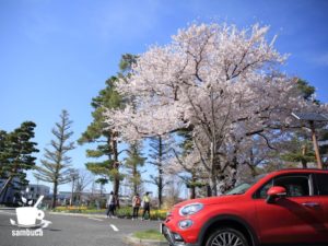 やまびこドーム前のサクラ