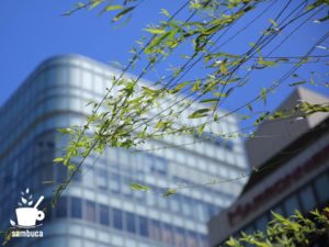 西銀座通りのシダレヤナギ