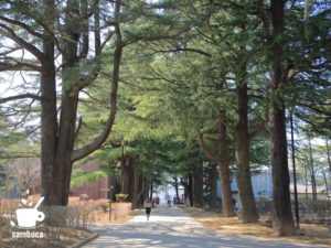 あがたの森公園のヒマラヤスギ並木