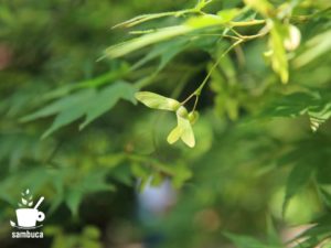 イロハモミジのプロペラ（翼果）
