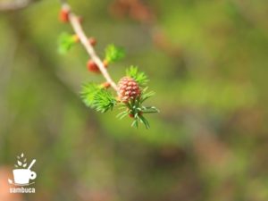 カラマツの雌花