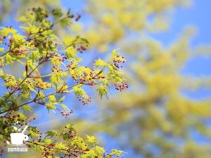 イロハモミジの花