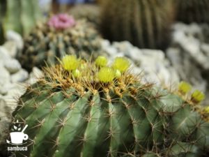 サボテンの花（そら植物園・西畠清順による信州産のサボテンのインスタレーション）