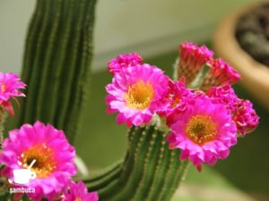 サボテンの花（そら植物園・西畠清順による信州産のサボテンのインスタレーション）