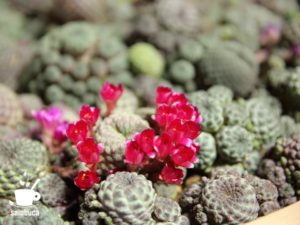 サボテンの花（そら植物園・西畠清順による信州産のサボテンのインスタレーション）