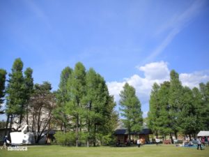 カラマツの新緑（信州スカイパーク内）