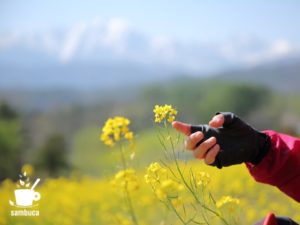 中山高原の菜の花