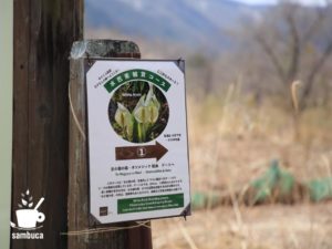 「水芭蕉観賞コース」の案内