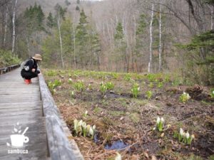 ミズバショウの群生地