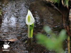 綺麗な水辺のミズバショウ