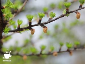 カラマツの芽吹きと雄花