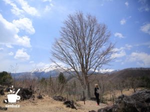 一の瀬園地の名物・大カエデ