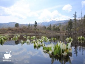 どじょう池のミズバショウ（池の向こうに乗鞍岳）