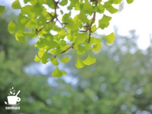 イチョウの新緑