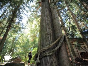 海ノ口上諏訪神社のスギの大木