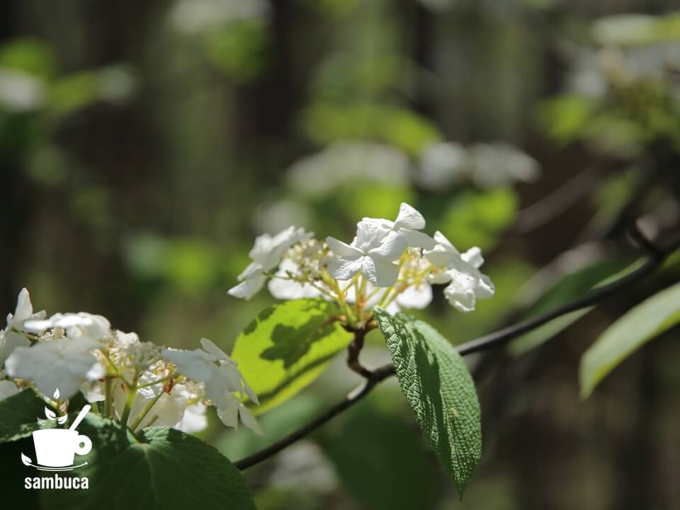 オオカメノキ（ムシカリ）の花