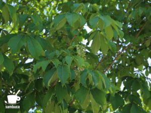 トチノキの花