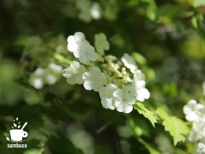 カンボクの花