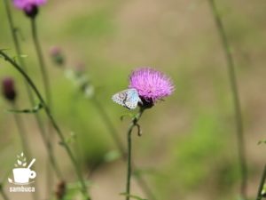 オオルリシジミとアザミの花
