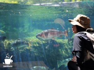 ニジマスや信州サーモン等の水槽展示