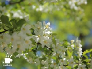 ズミ（コナシ）の花